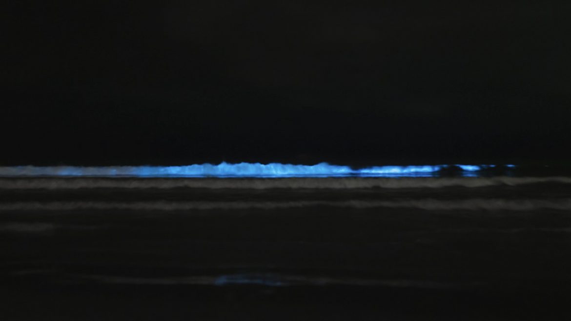 bioluminiscencia Almeria