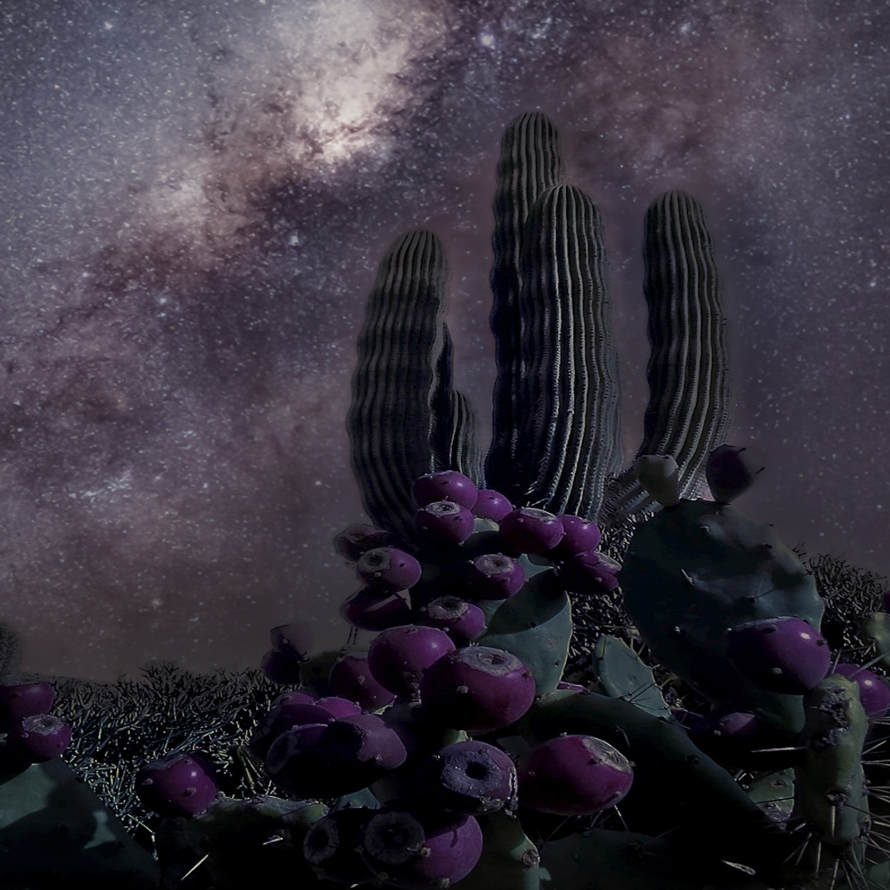 IMG_1723 cactus estrellas noche